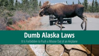 Dumb Alaska Laws – From Moose Mating to Airplane Antics