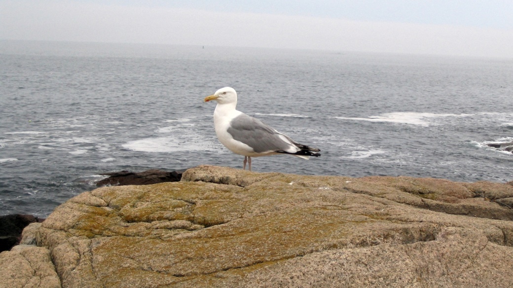 Atlantic Coast of Acadia National Park