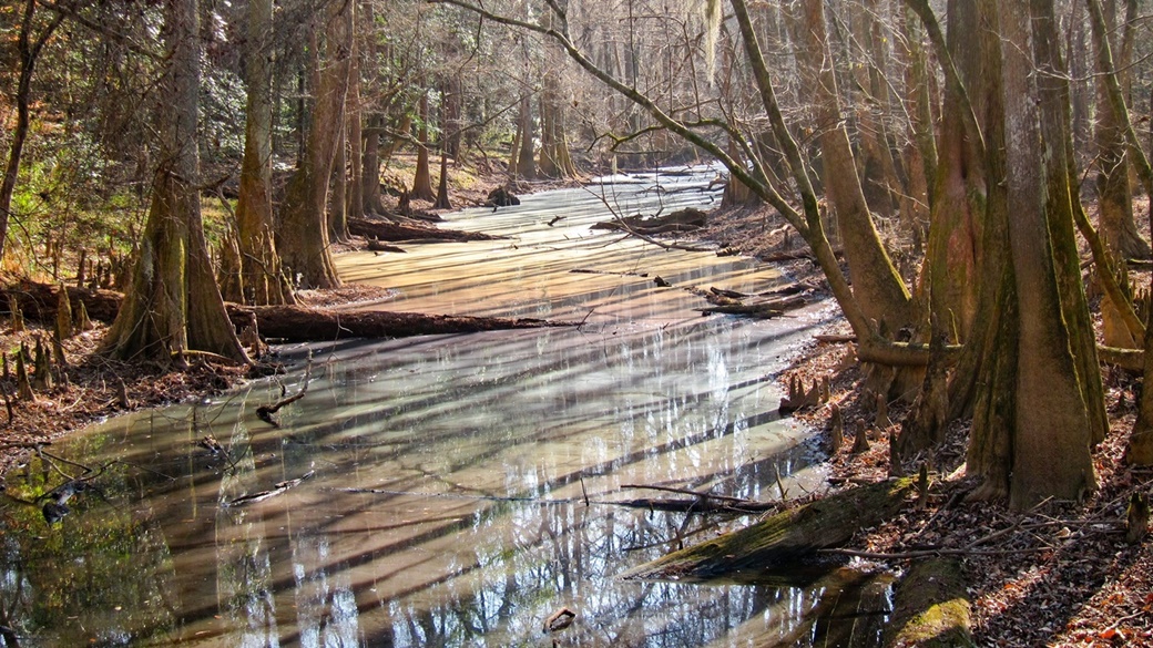 Congaree NP | © Miguel Vieira