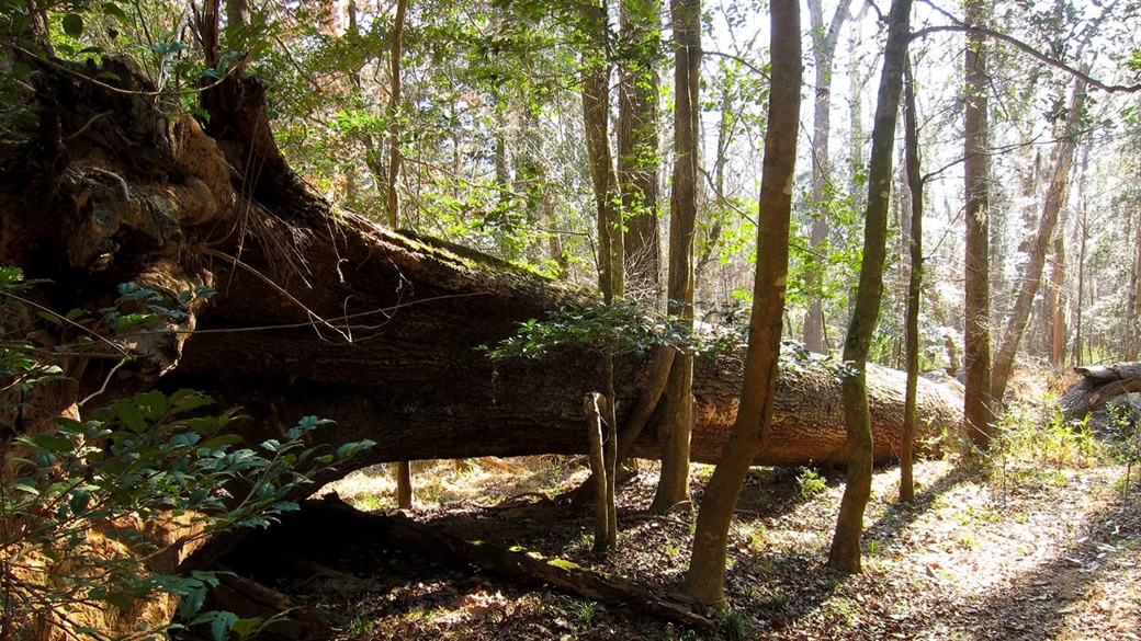 Oakridge Trail in Congaree National Park | © Miguel Vieira