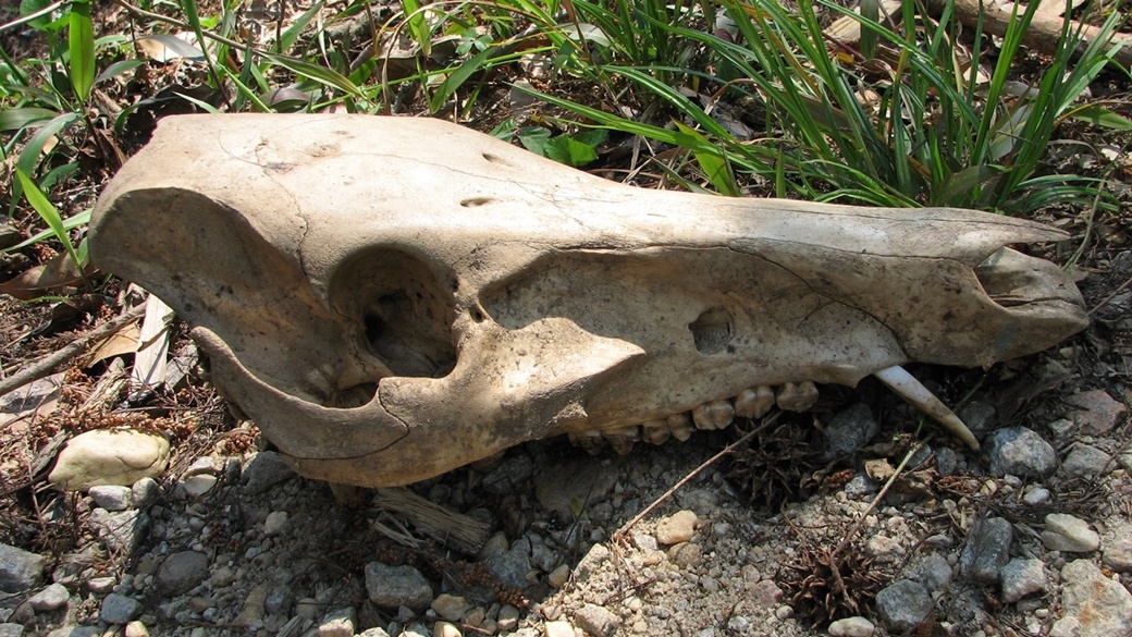 Wild Hog Skull, Congaree National Park | © National Park Service