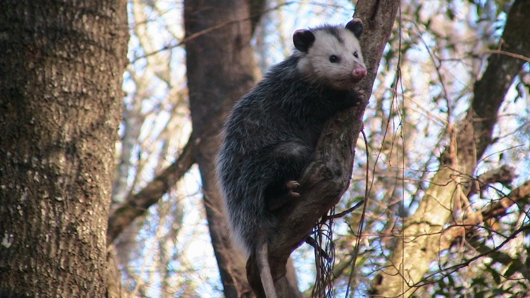 Possum, Congaree National Park | © National Park Service