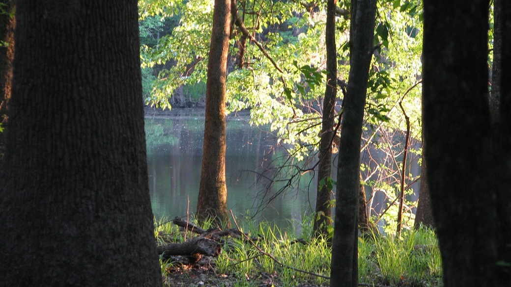 Weston Lake, Congaree National Park | © National Park Service