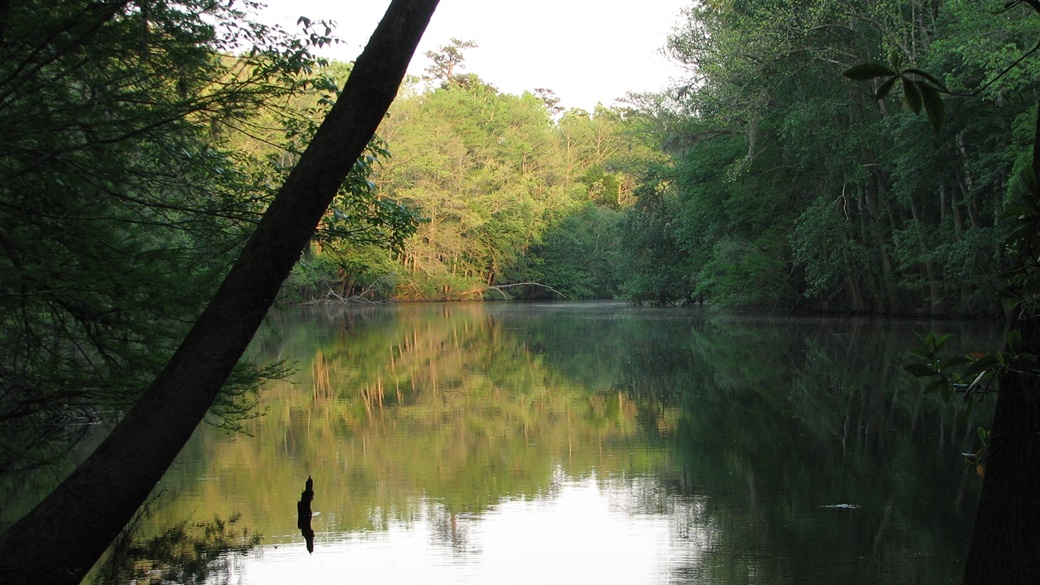 Weston Lake, Congaree National Park | © National Park Service