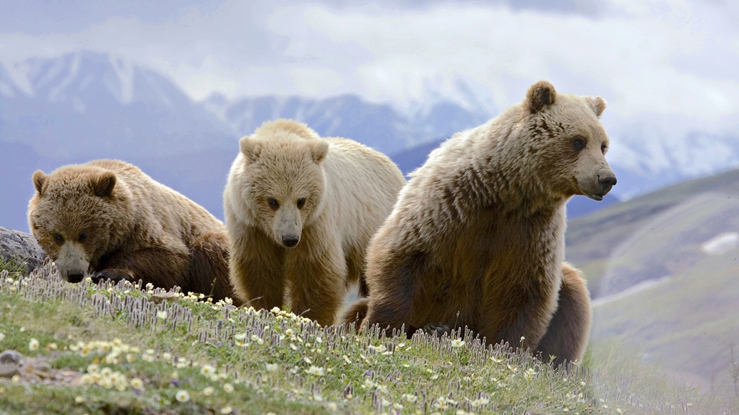 Grizzly Bear in Denali National Park | © Gregory Slobirdr Smith