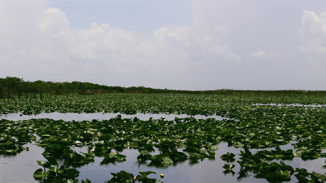 Everglades National Park | © Jametlene Reskp / Unsplash.com