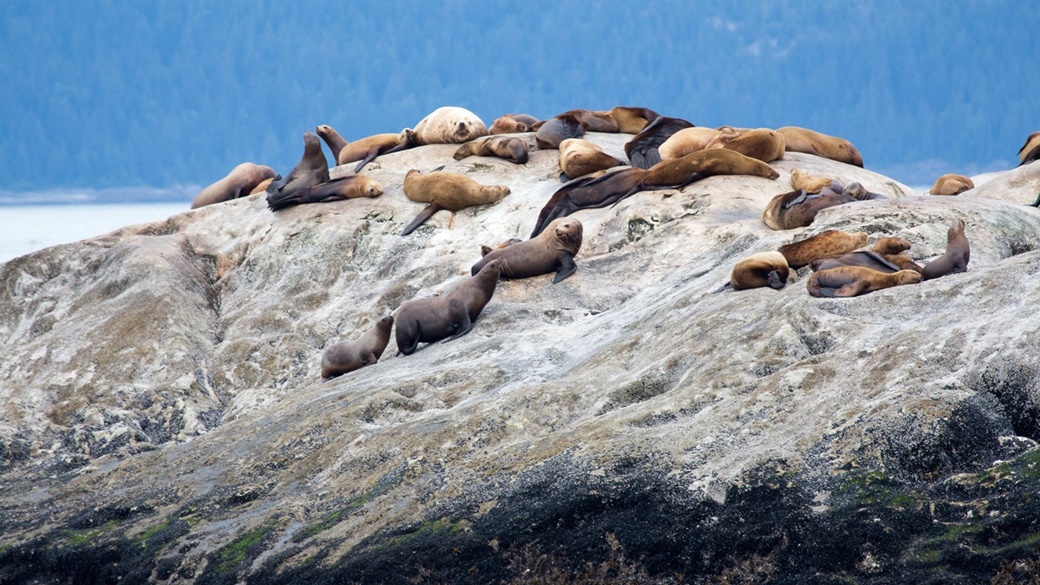 South Marble Island in Glacier Bay National Park | © mark byzewski