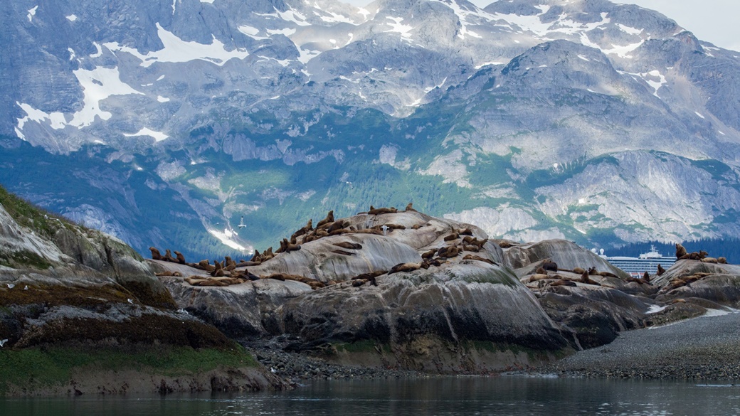 Sea lions in Glacier Bay National Park | © mark byzewski