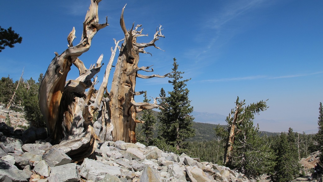 Great Basin National Park | © Rick Cooper