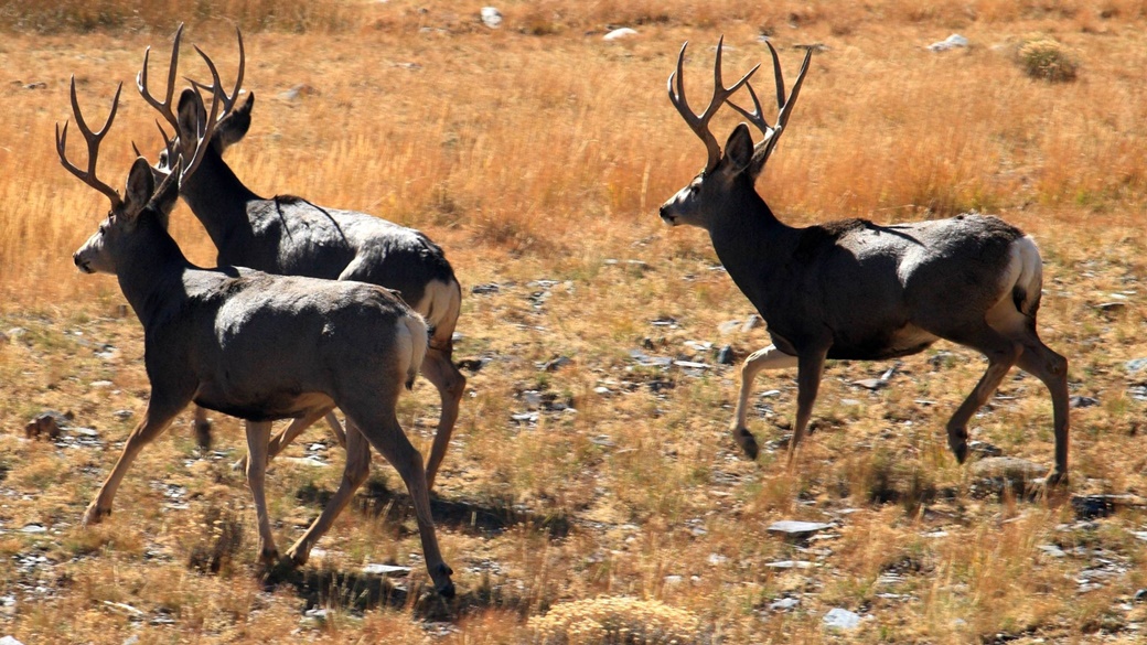 Wildlife at Stella Lake in Great Basin National Park | © Frank Kovalchek