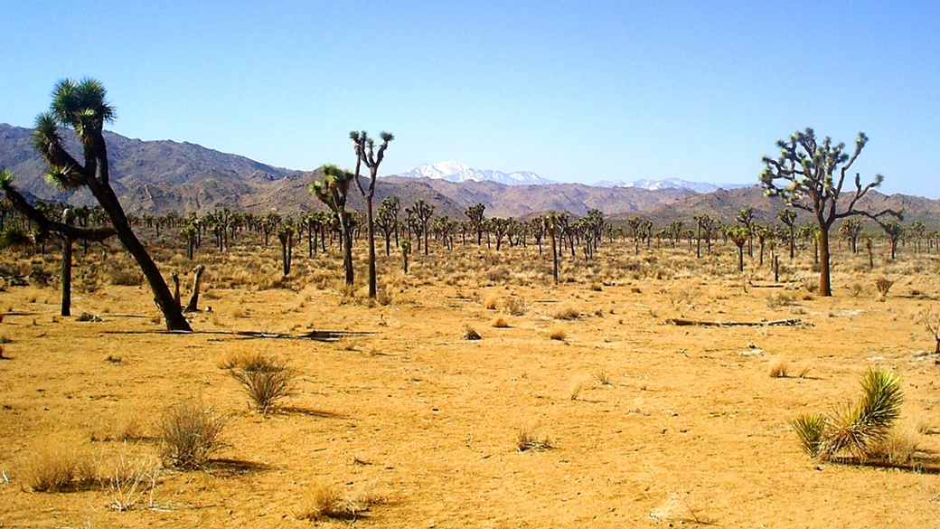 Joshua Tree National Park | © Pixabay.com