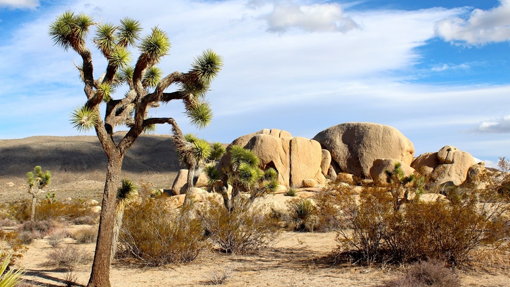 Joshua Tree National Park | © Pixabay.com