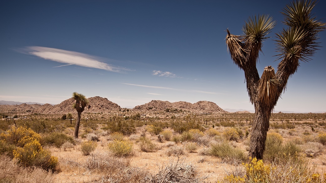 Joshua Tree NP | © Pixabay.com