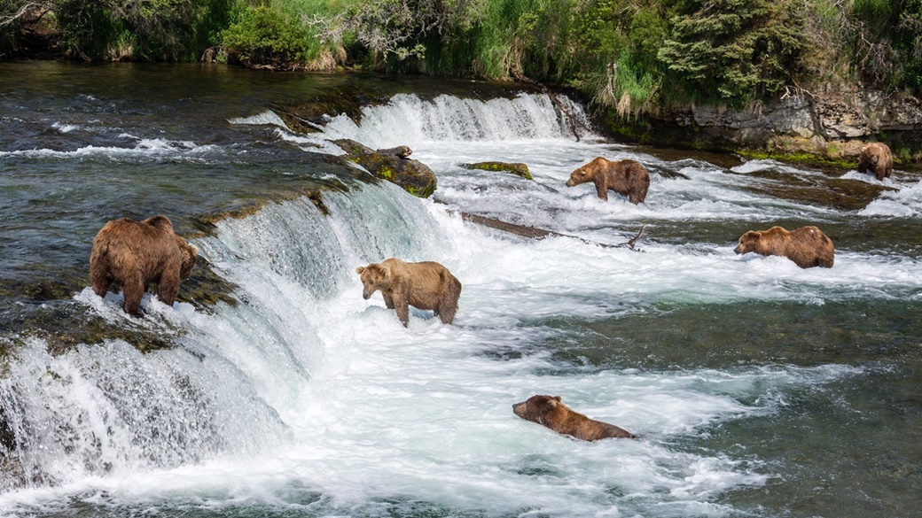 Bears at Brook Falls, Katmai National Park | © Christoph Strässler