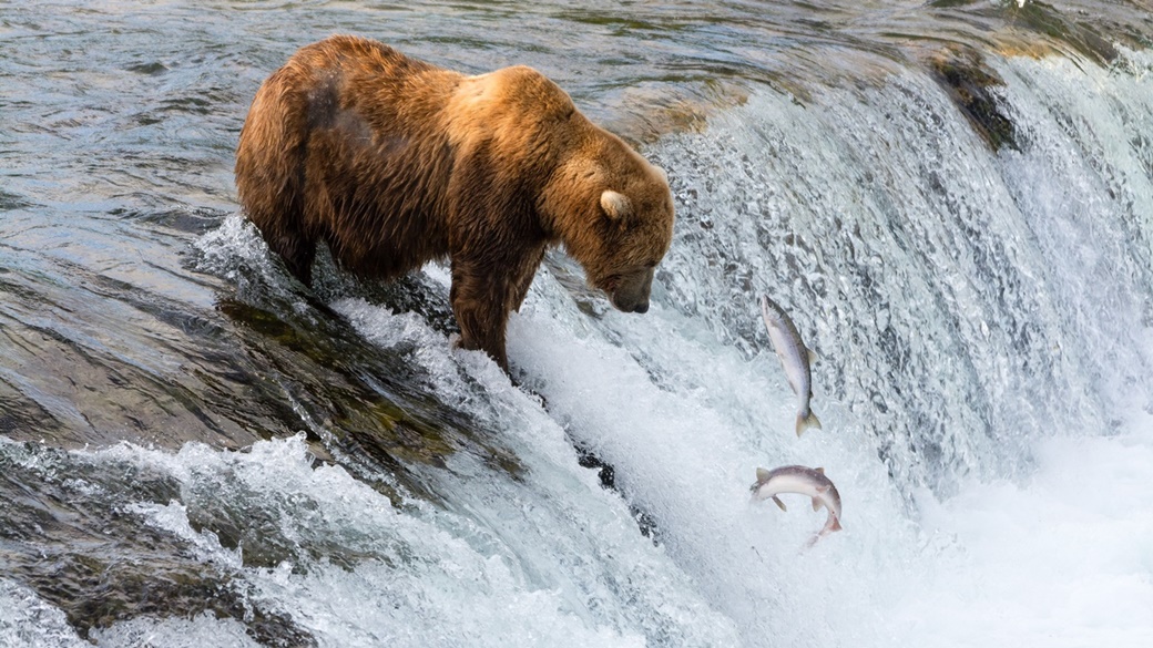 Bears in Katmai NP | © Christoph Strässler