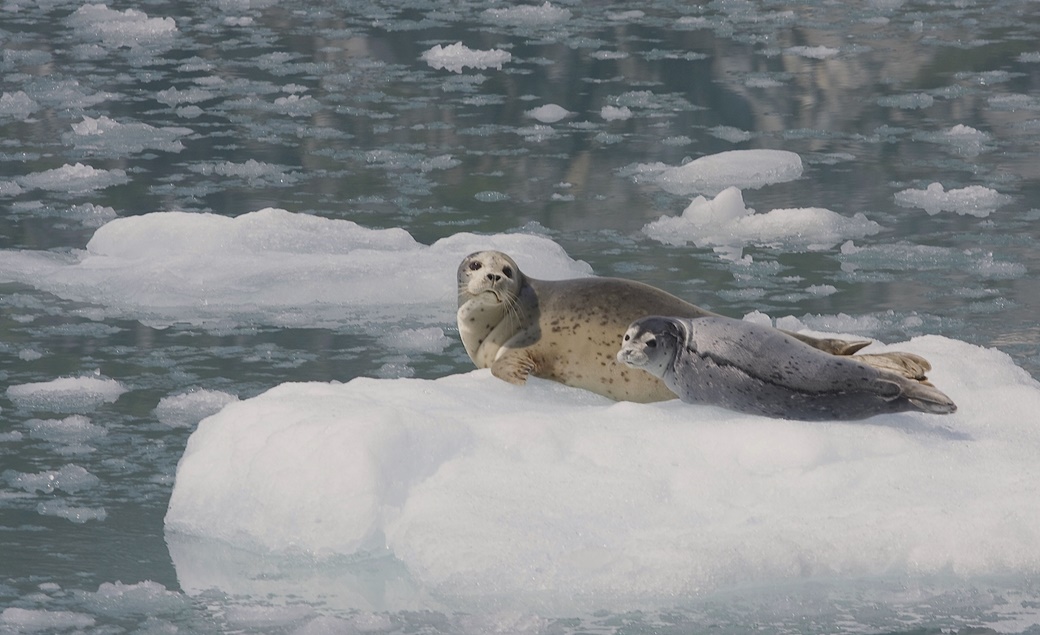 NP Kenai Fjords | © Gregory Slobirdr Smith