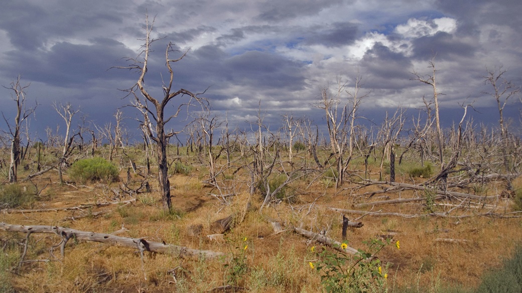 Mesa Verde National Park | © Ron Cogswell