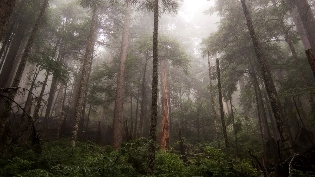 Mount Rainier National Park | © pfly