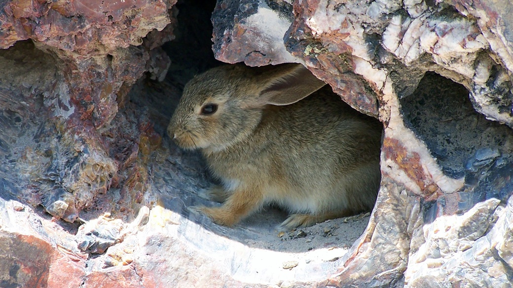 Desert Rabbit, Petrified Forest National Park | © Park Ranger