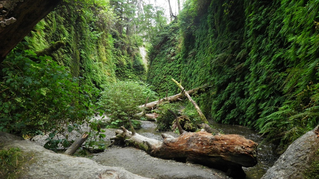 Fern Canyon | © Mike