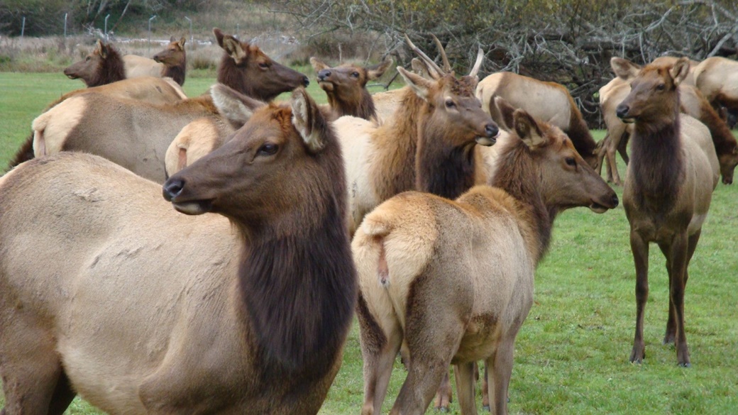 Wapiti in Redwood National Park | © Redwood Coast