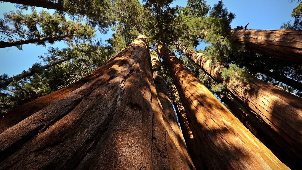 Sequoia National Park in California | © bumeister1