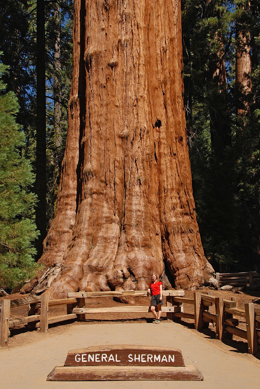 General Sherman in Sequoia National Park | © Tobias