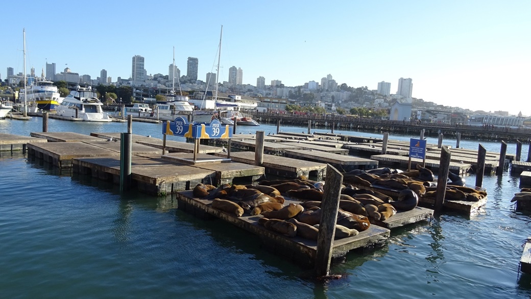 Pier 39 – Encounter Sea Lions, Visit the Aquarium and More! | © Pixabay.com