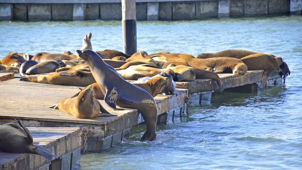 Pier 39 – Encounter Sea Lions, Visit the Aquarium and More! | © Pixabay.com