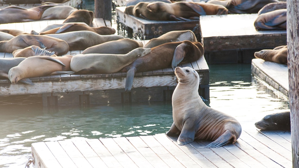 Pier 39 – Encounter Sea Lions, Visit the Aquarium and More! | © Pixabay.com