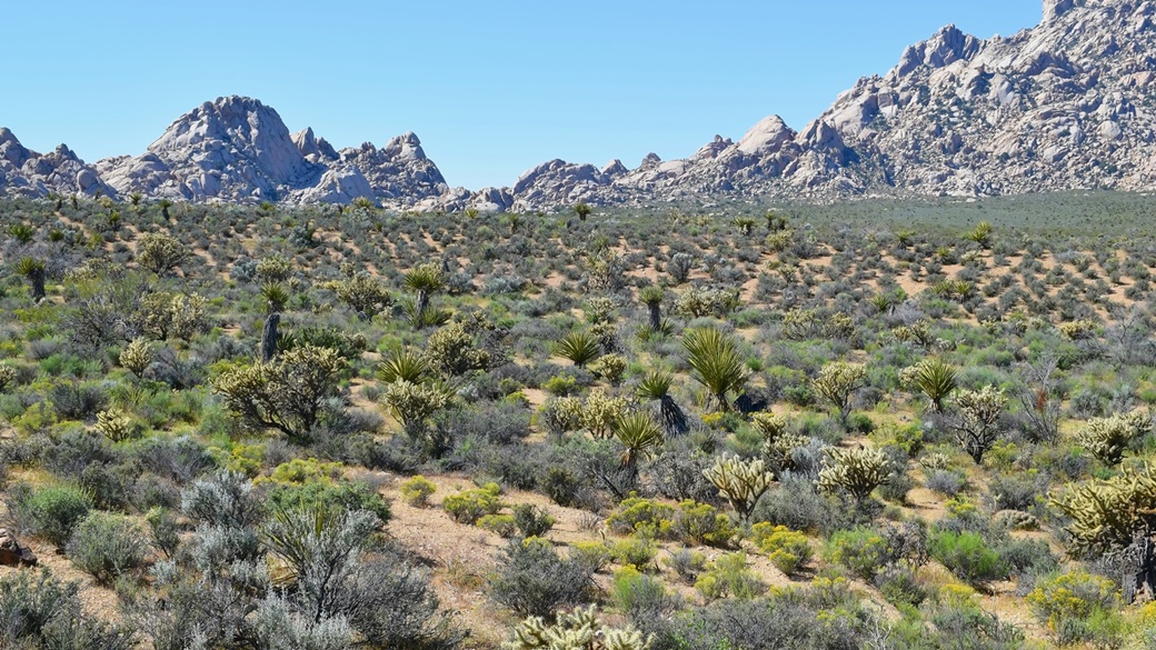 Mojave Desert | © Reny Turnová