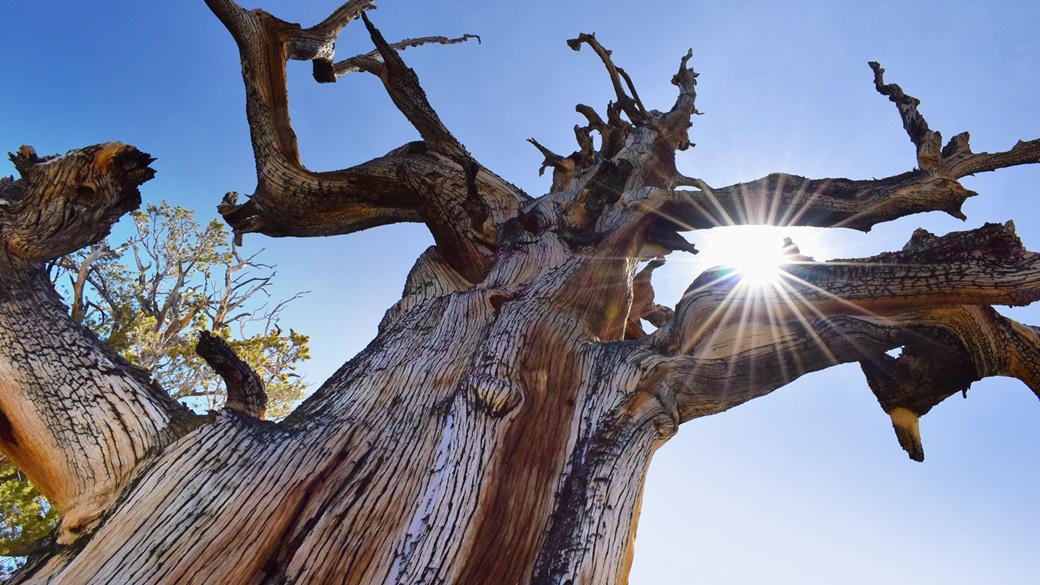 Ancient Bristlecone Pine Forest | © Reny Turnová